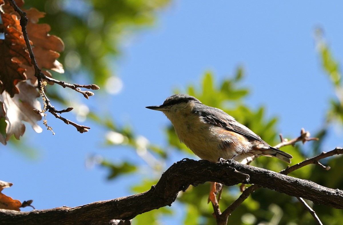 Eurasian Nuthatch - José Eduardo Mateos Moreno