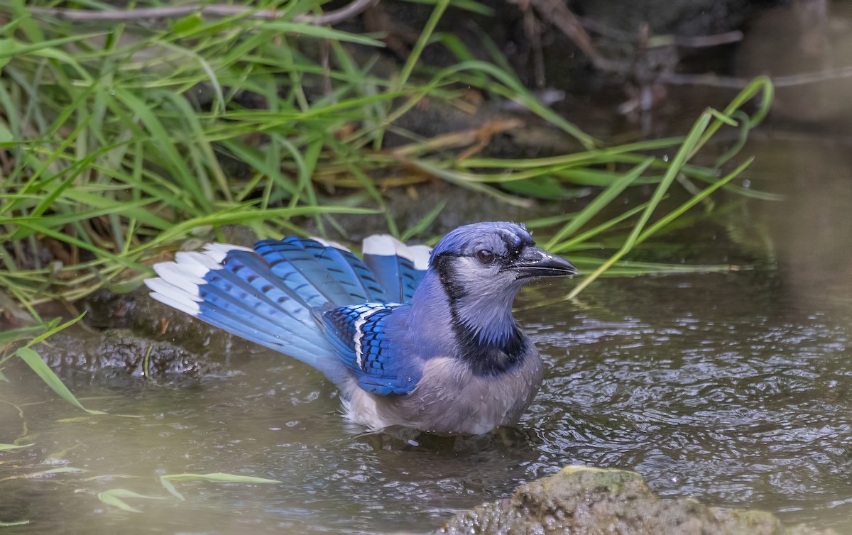 Blue Jay - Paul  Bueren