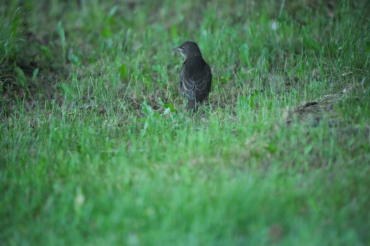 European Starling - ML619545239