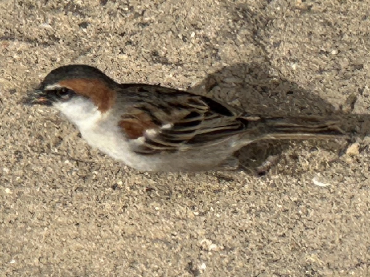 Cape Verde Sparrow - Chris Rohrer