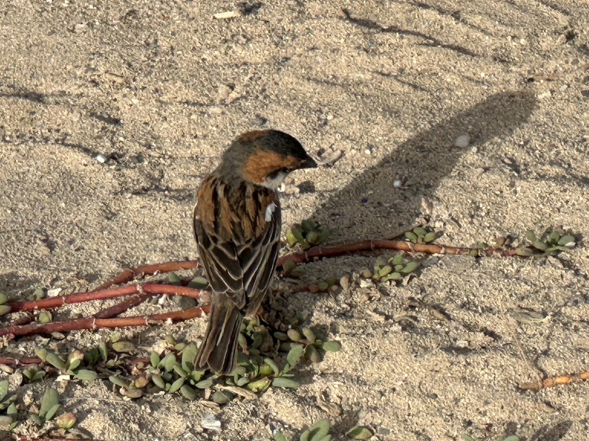 Cape Verde Sparrow - Chris Rohrer