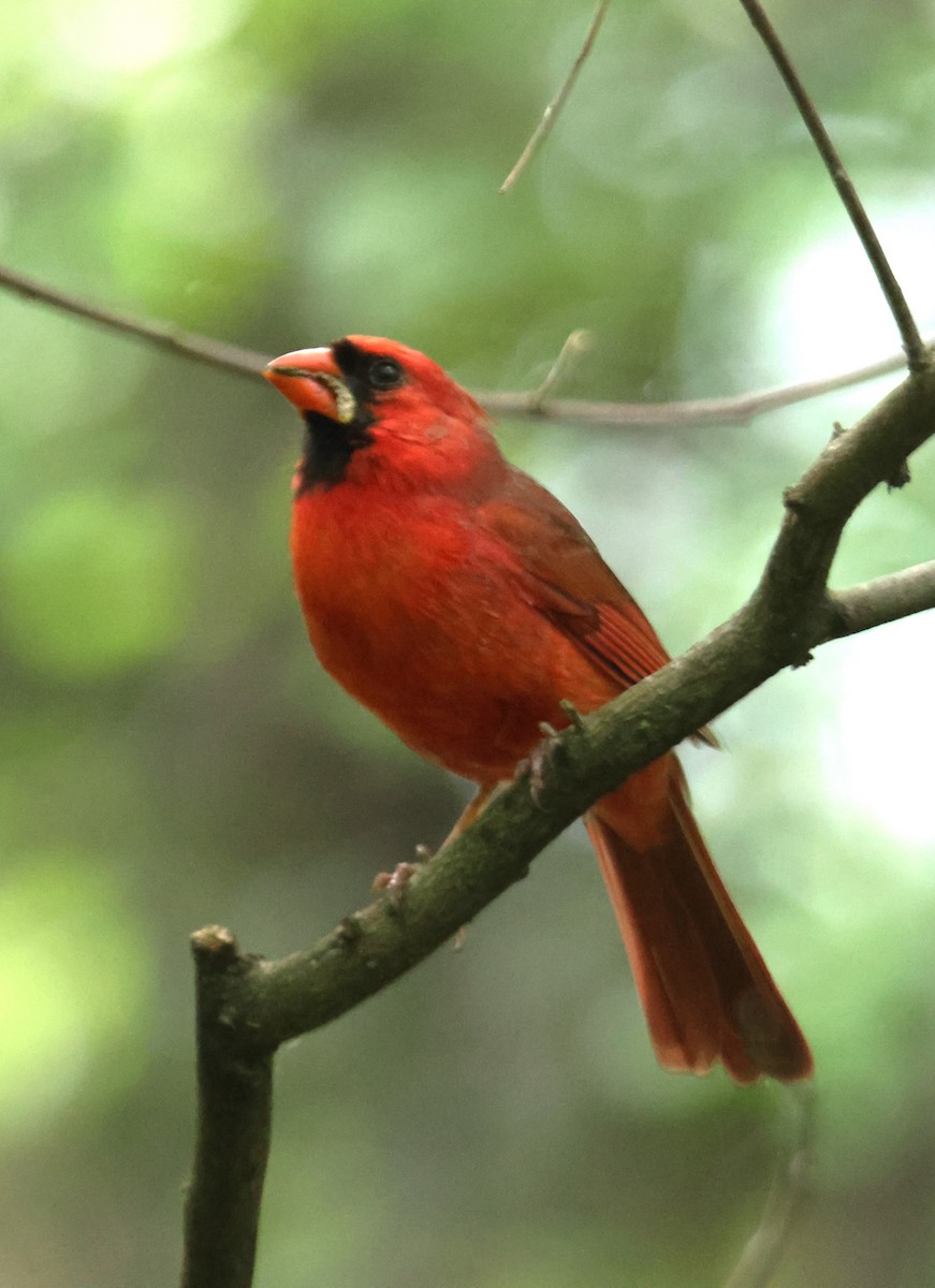 Northern Cardinal - Alan Shapiro