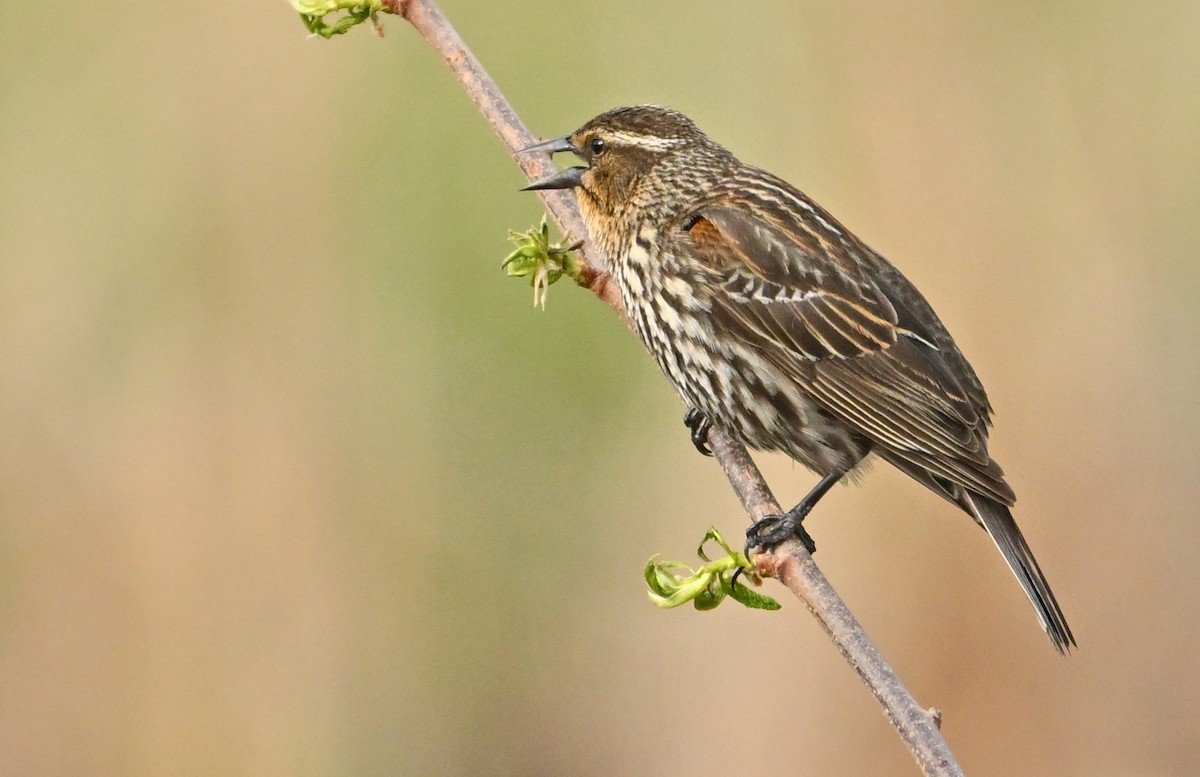 Red-winged Blackbird - Wayne Oakes