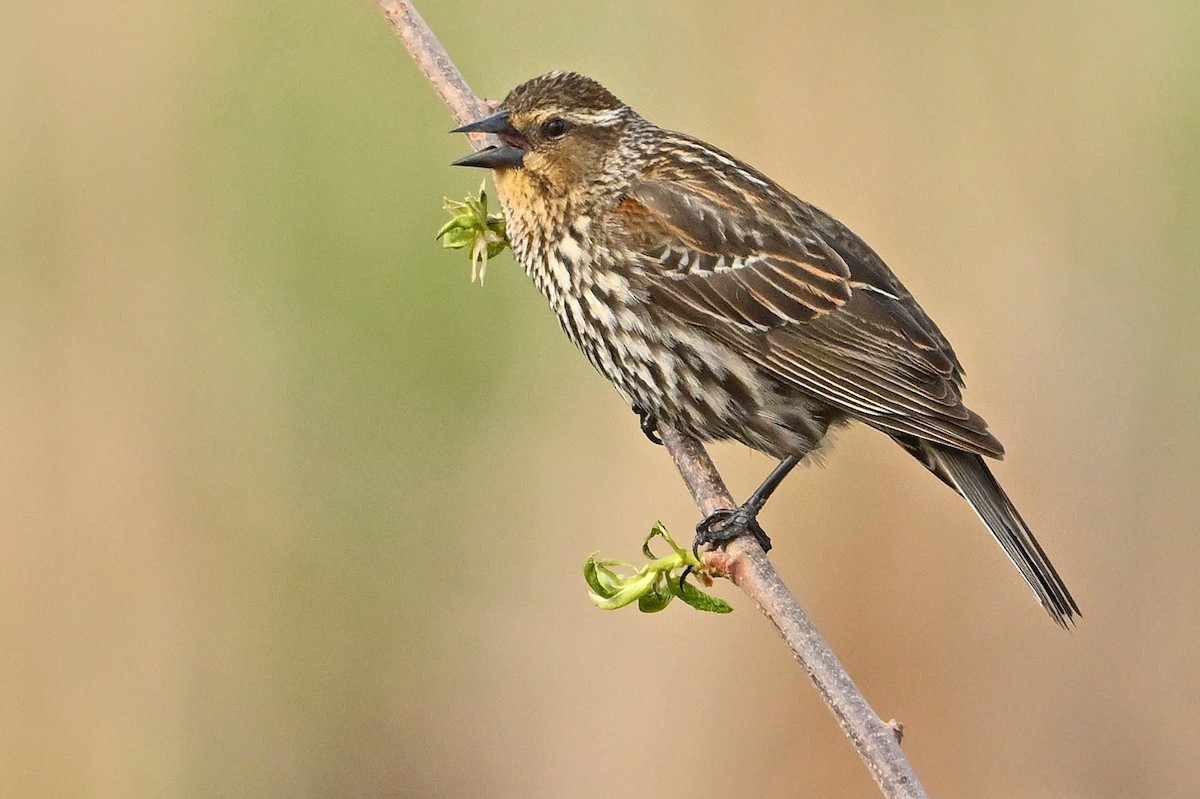 Red-winged Blackbird - Wayne Oakes