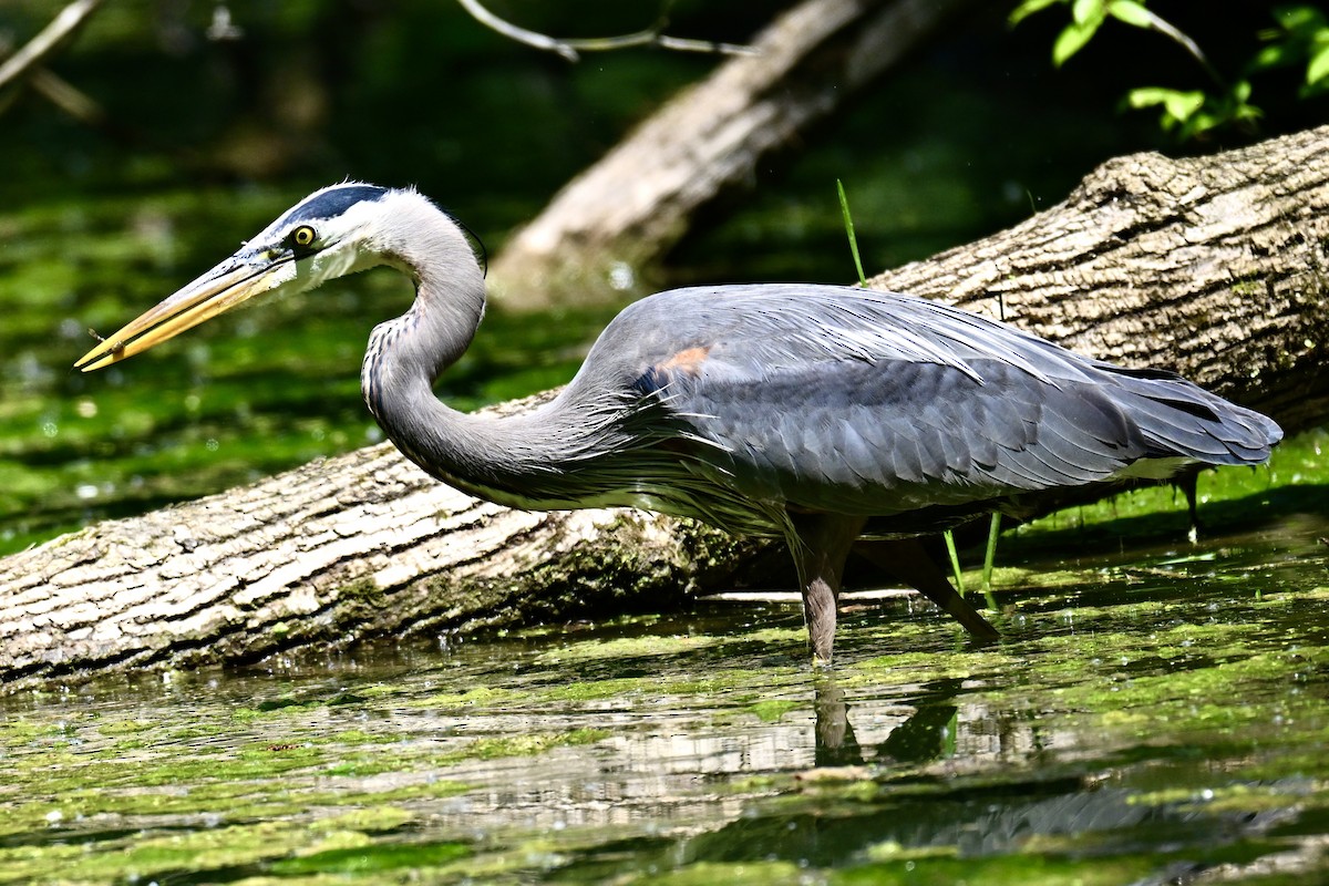 Great Blue Heron - Michele Carnerie