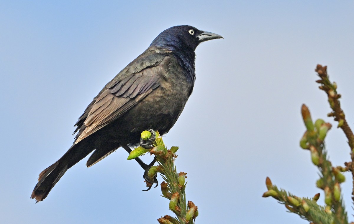 Common Grackle - Wayne Oakes