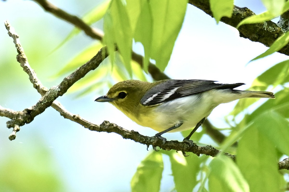 Yellow-throated Vireo - Michele Carnerie