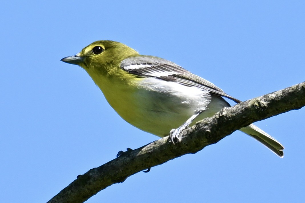 Yellow-throated Vireo - Michele Carnerie