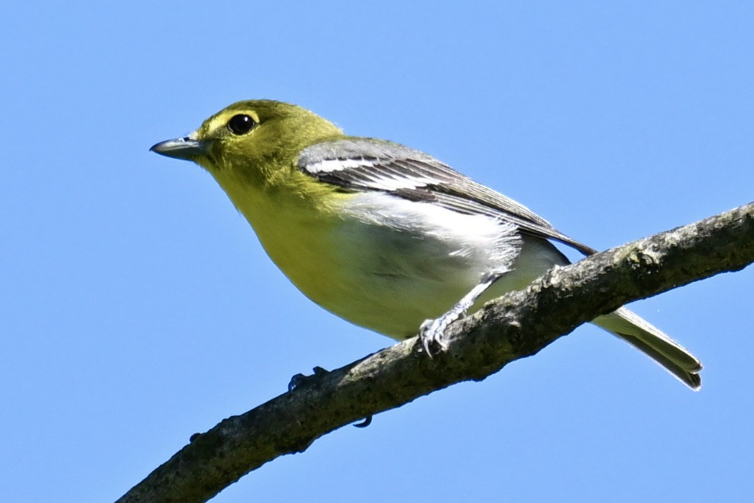 Yellow-throated Vireo - ML619545263