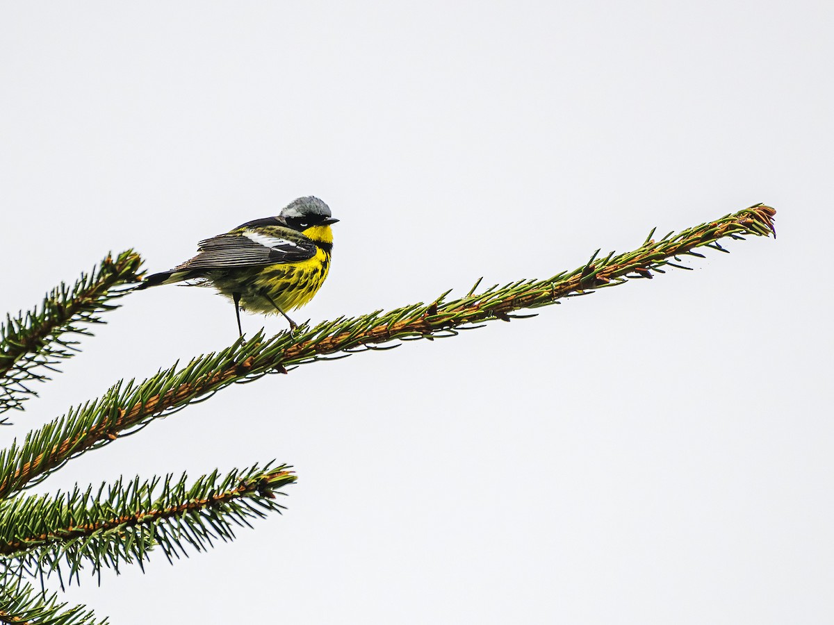 Magnolia Warbler - Albert Picard