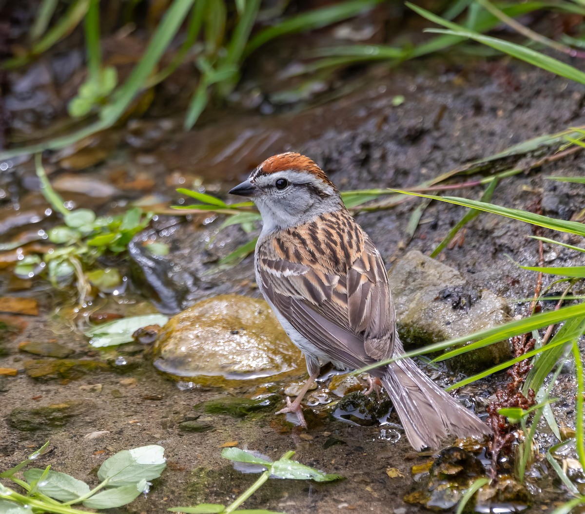 Chipping Sparrow - Paul  Bueren