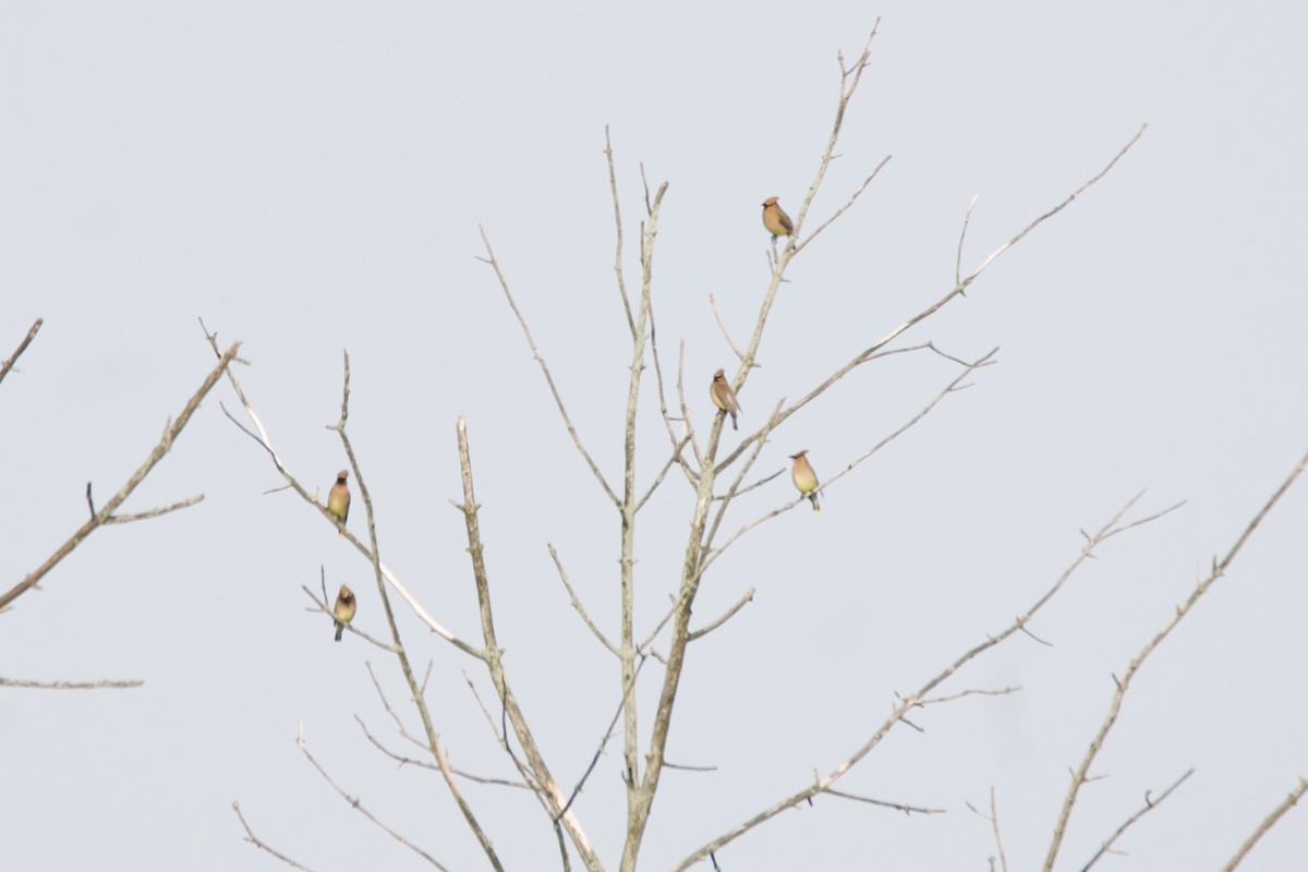 Cedar Waxwing - Jason Wood