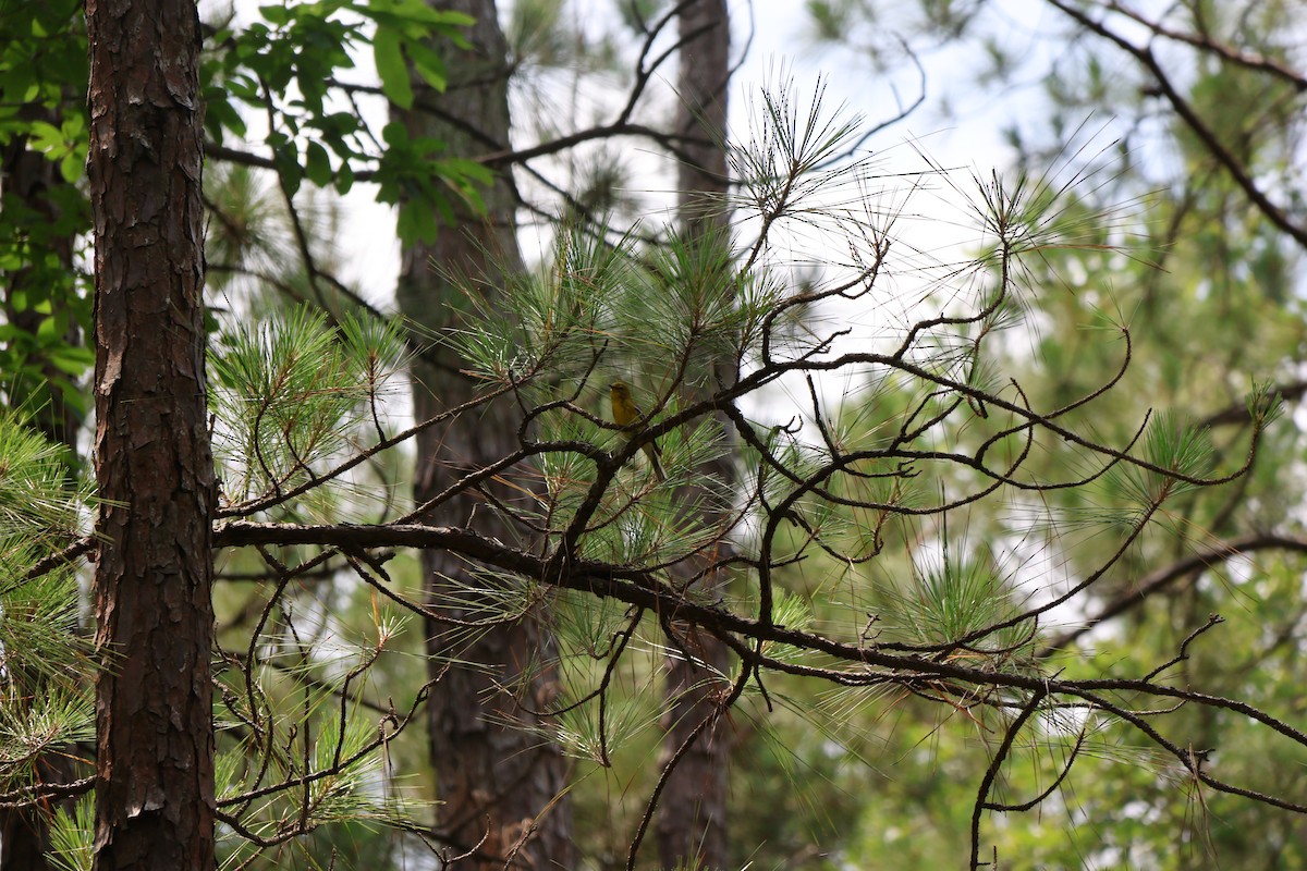 Pine Warbler - Sebastião Martin