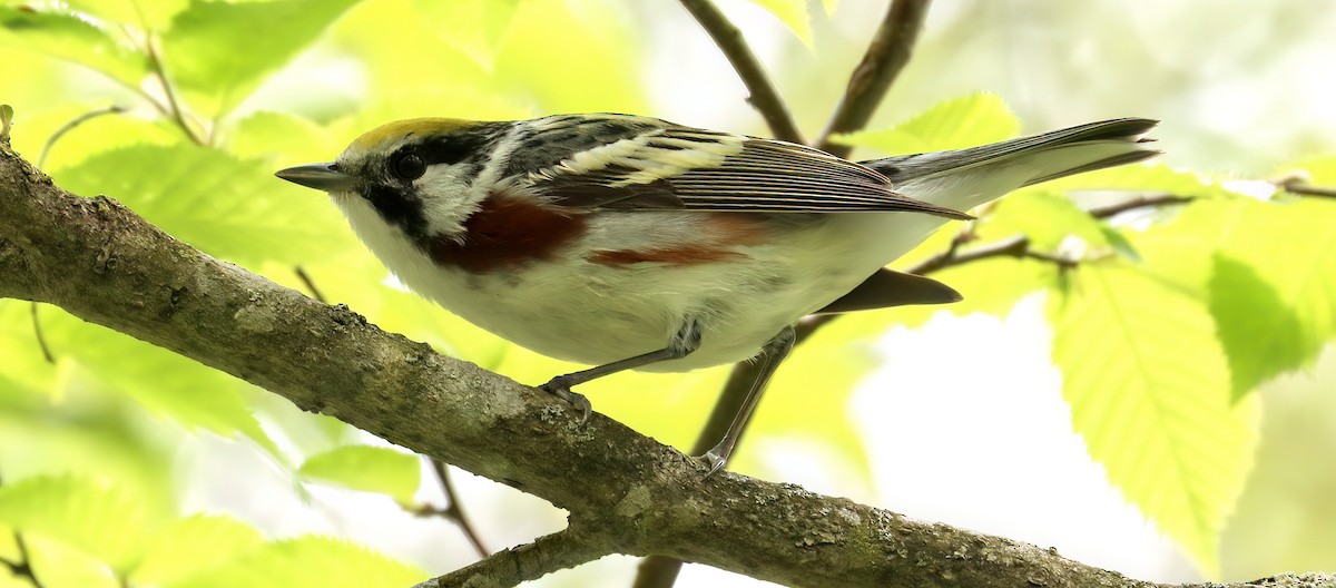 Chestnut-sided Warbler - Charlotte Byers