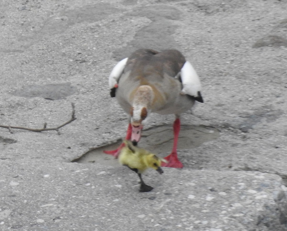 Egyptian Goose - Andrew Birch