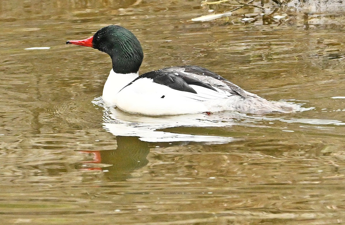 Common Merganser - Wayne Oakes