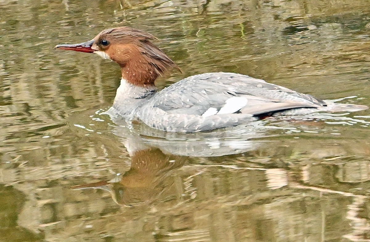 Common Merganser - Wayne Oakes