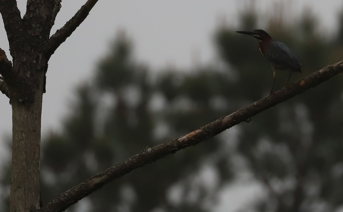 Green Heron - Rob Bielawski