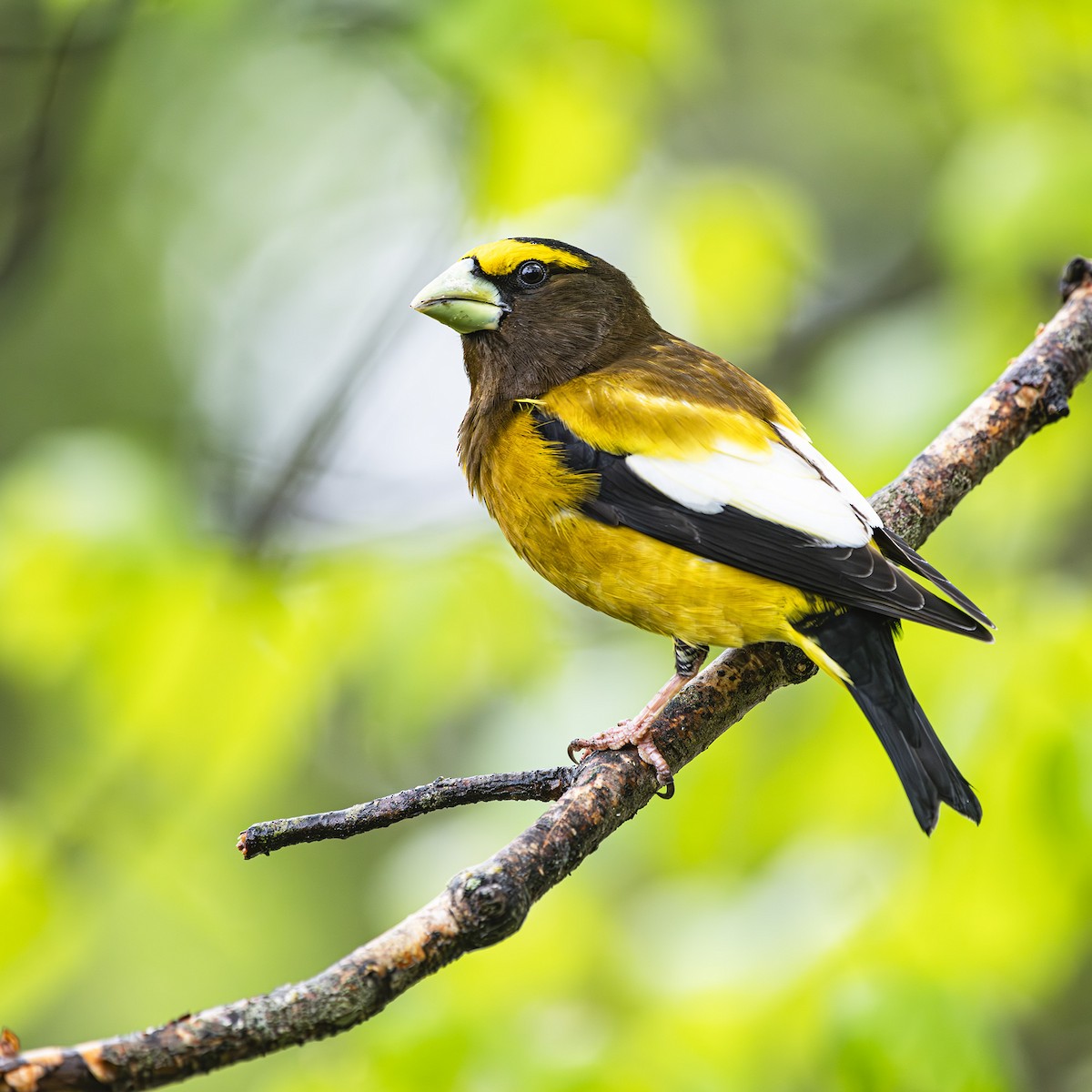 Evening Grosbeak - Albert Picard