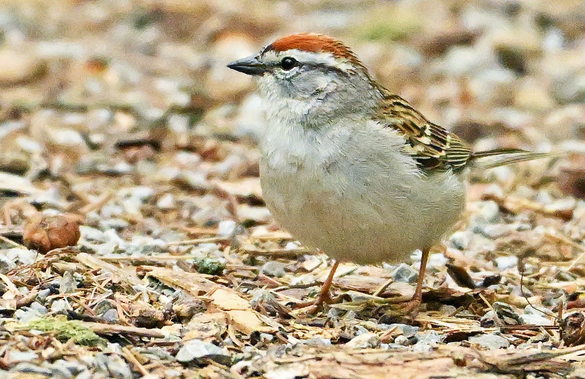 Chipping Sparrow - Wayne Oakes