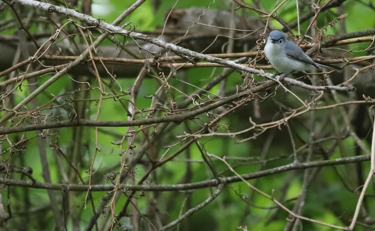 Blue-gray Gnatcatcher (caerulea) - Rob Bielawski