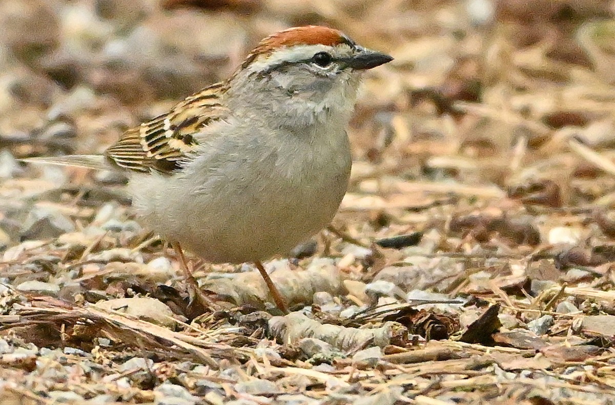 Chipping Sparrow - Wayne Oakes