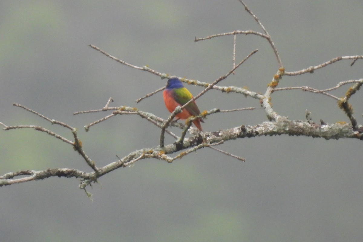 Painted Bunting - Patty Leslie Pasztor