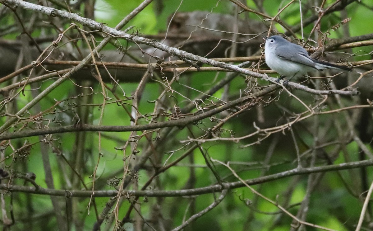 Blue-gray Gnatcatcher (caerulea) - ML619545315