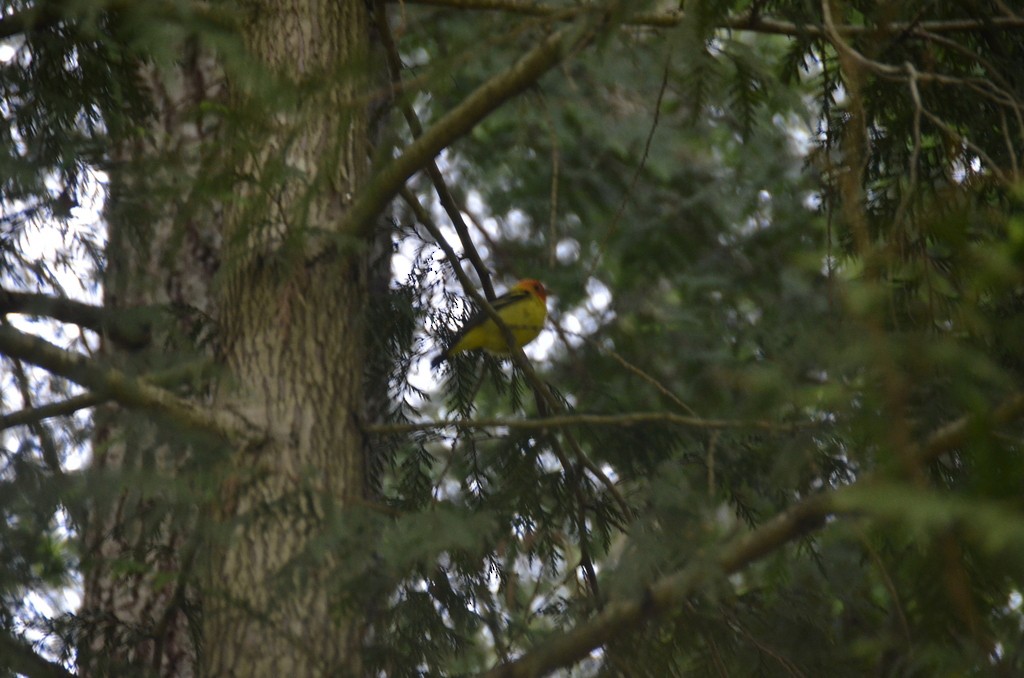 Western Tanager - Liam Steele