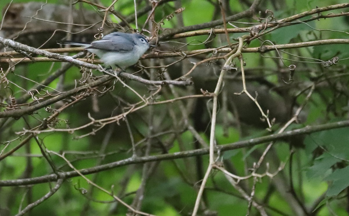 Blue-gray Gnatcatcher (caerulea) - Rob Bielawski