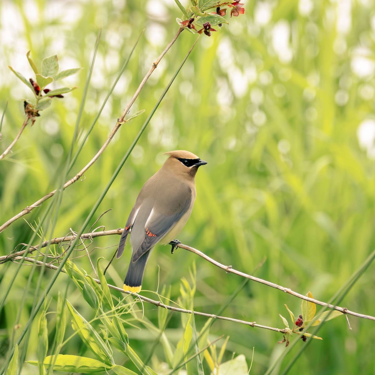 Cedar Waxwing - Bernie Rissmiller