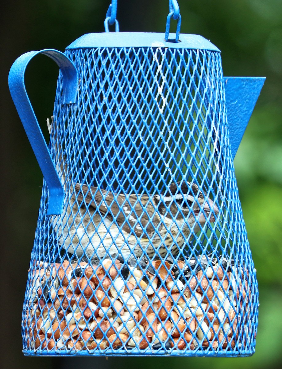 Rose-breasted Grosbeak - Charlotte Byers