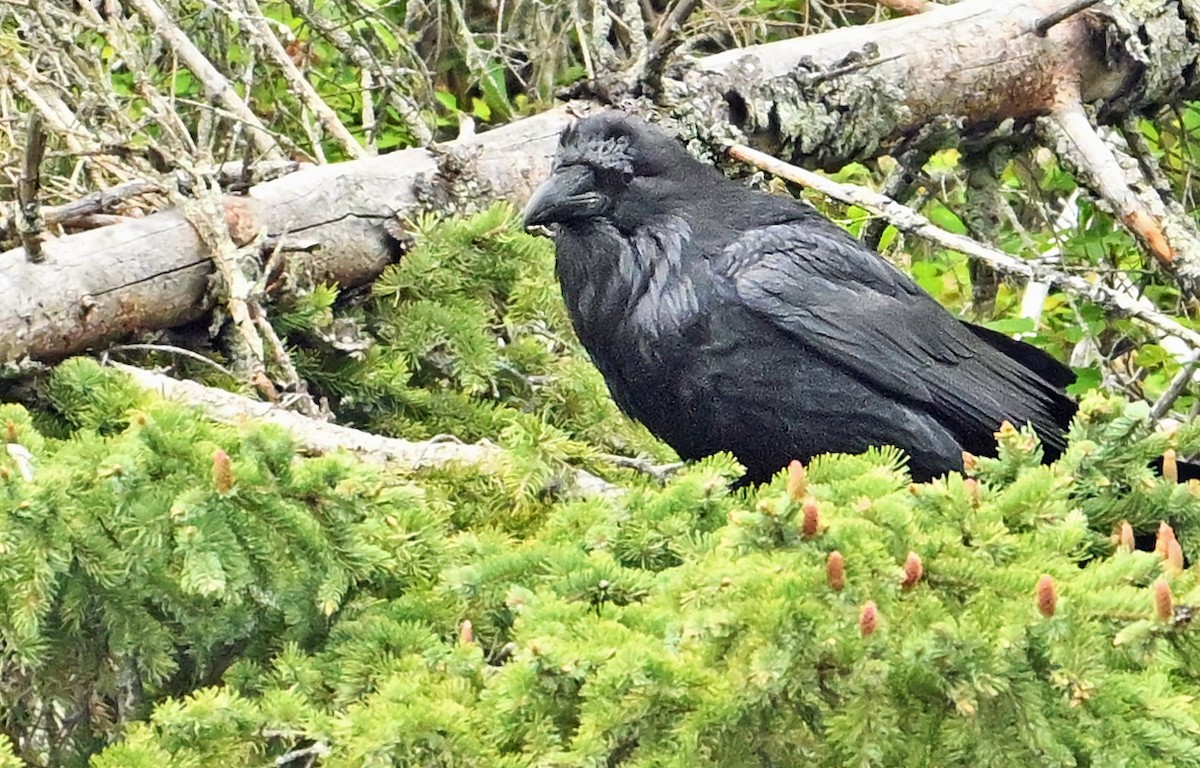 Common Raven - Wayne Oakes