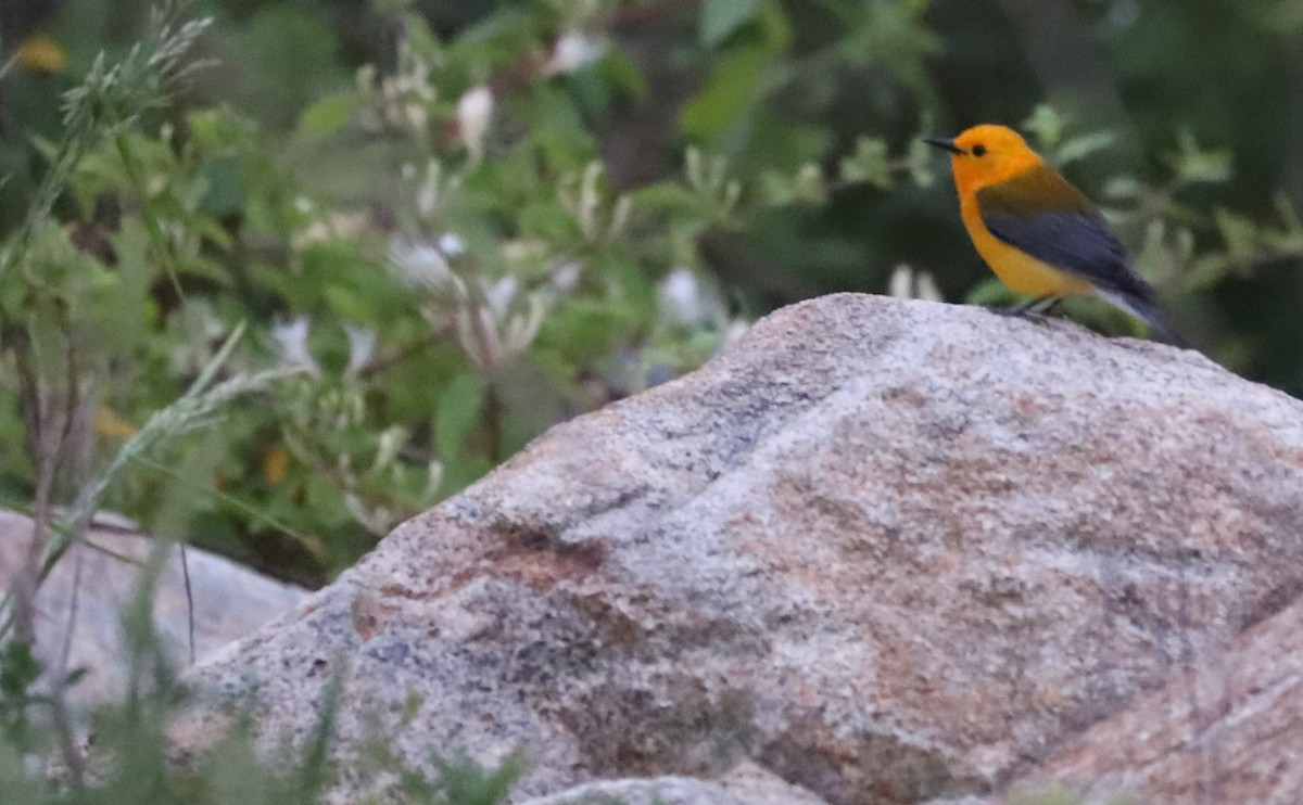 Prothonotary Warbler - Rob Bielawski