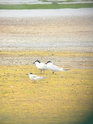 Common Tern - Peter  Stangel