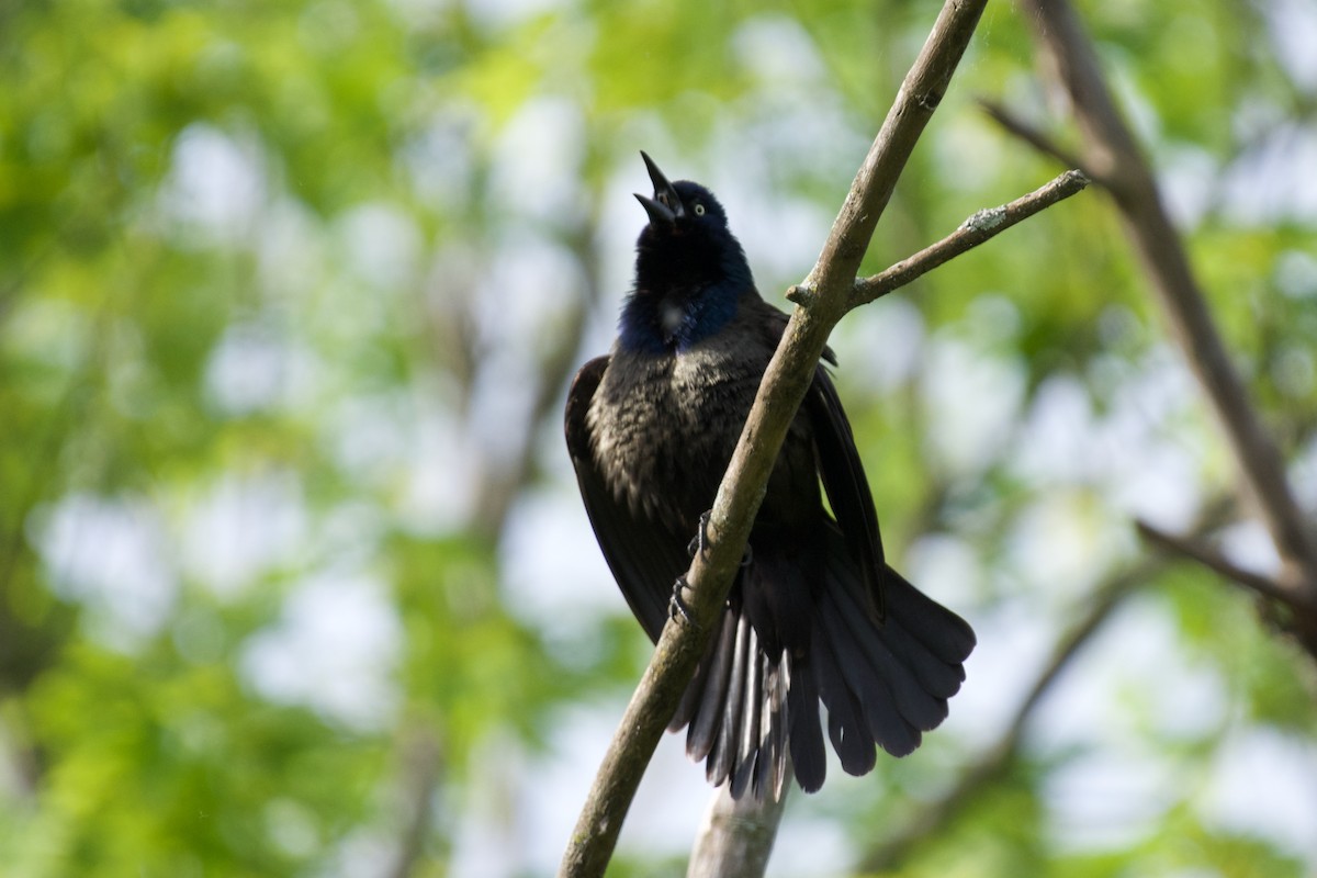 Common Grackle - C.H. Wood