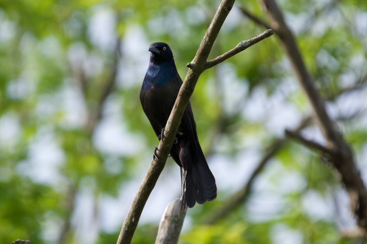 Common Grackle - C.H. Wood