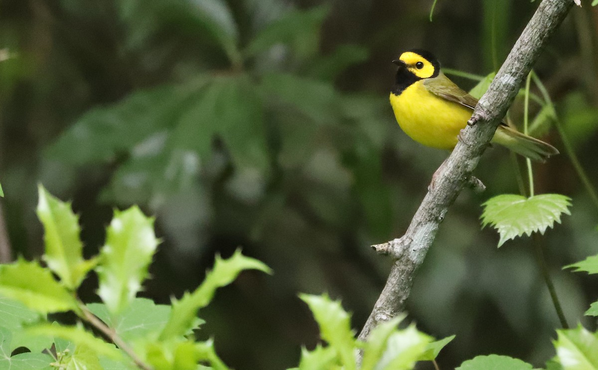 Hooded Warbler - Rob Bielawski