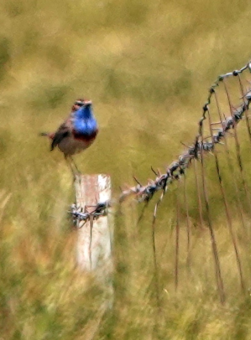 Bluethroat - Diane Drobka