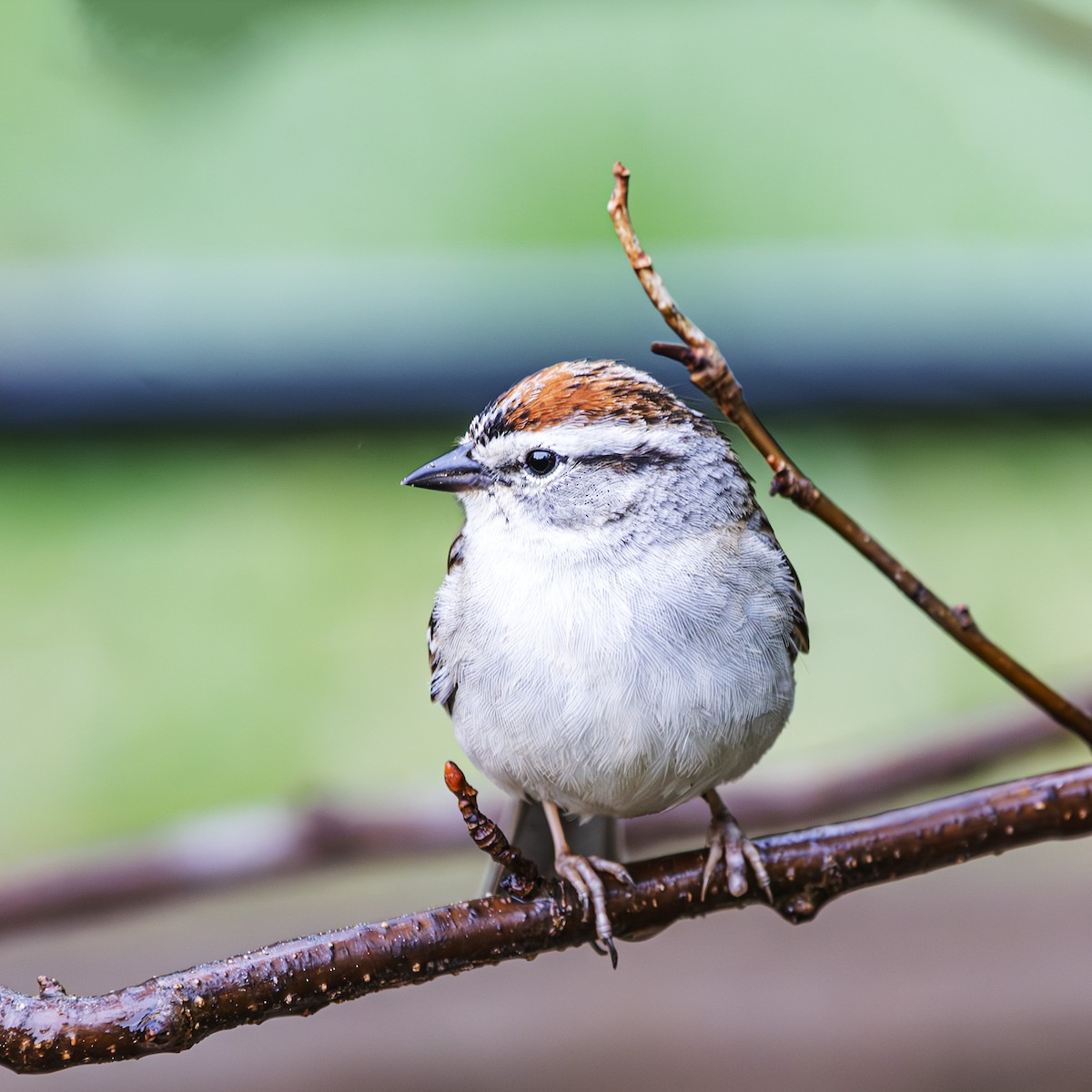 Chipping Sparrow - Albert Picard