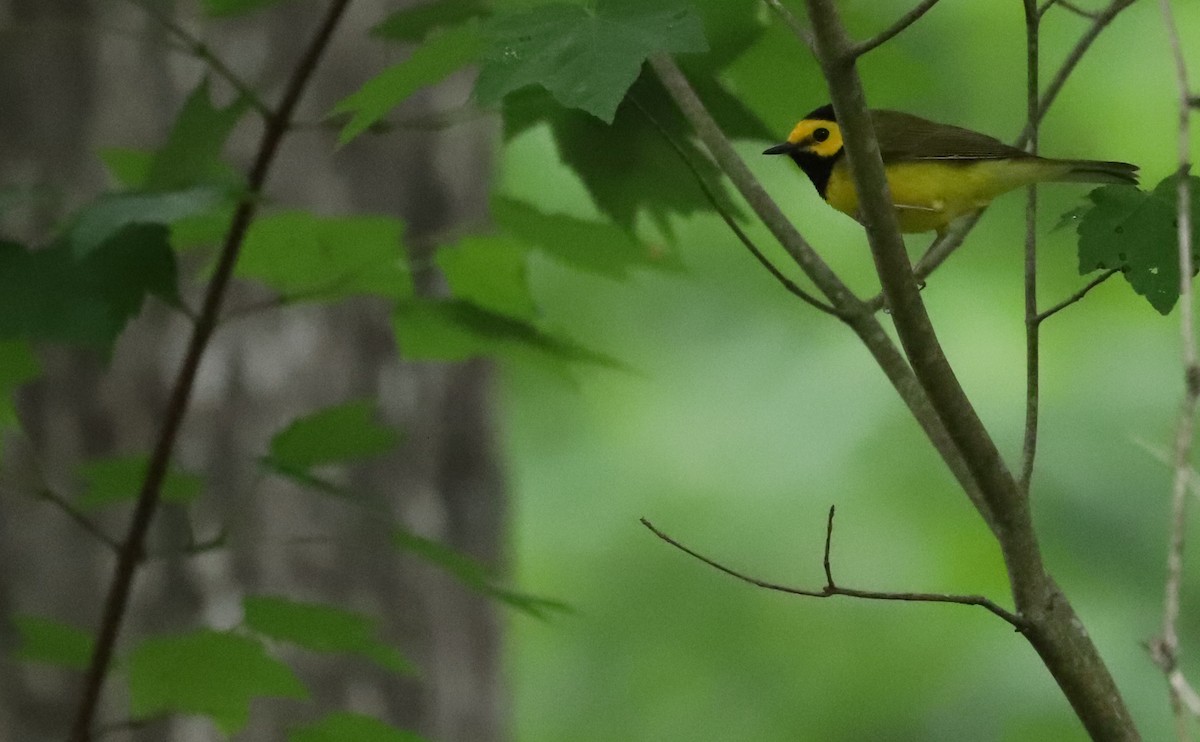 Hooded Warbler - Rob Bielawski