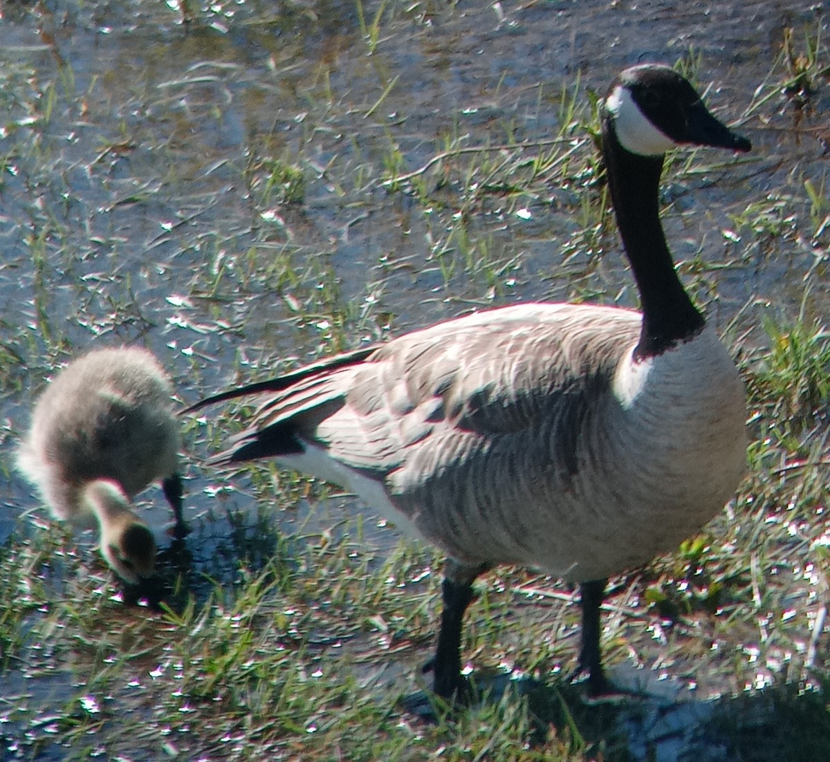 Canada Goose - Kerah Braham