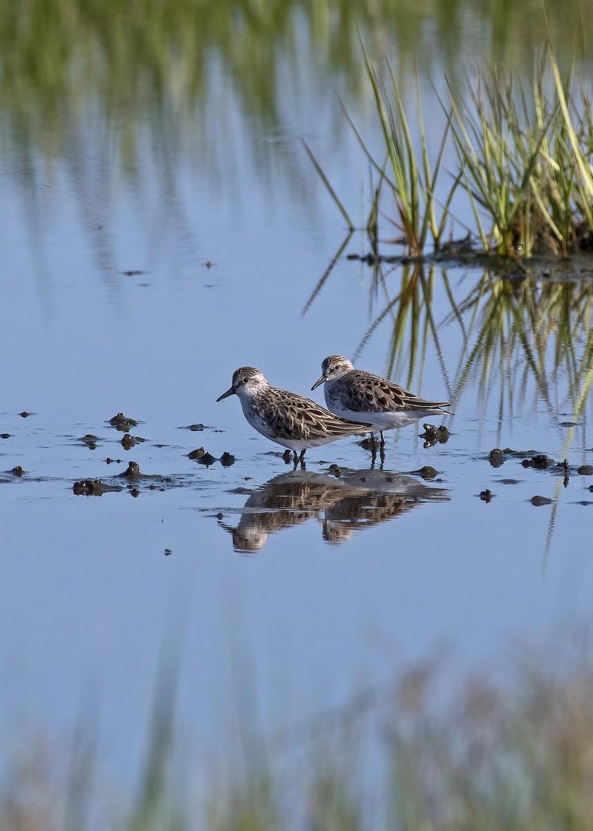 Semipalmated Sandpiper - ML619545360