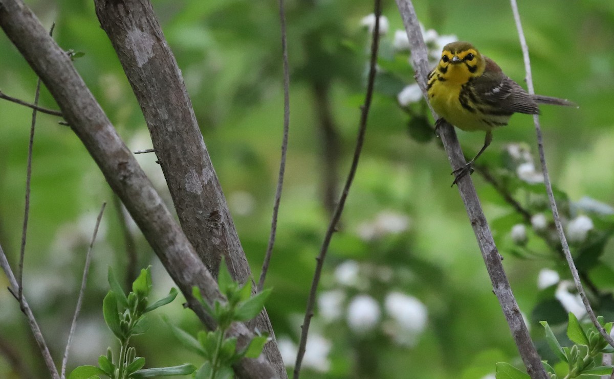 Prairie Warbler - Rob Bielawski