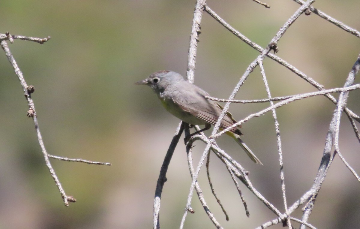 Virginia's Warbler - Joe Weiss