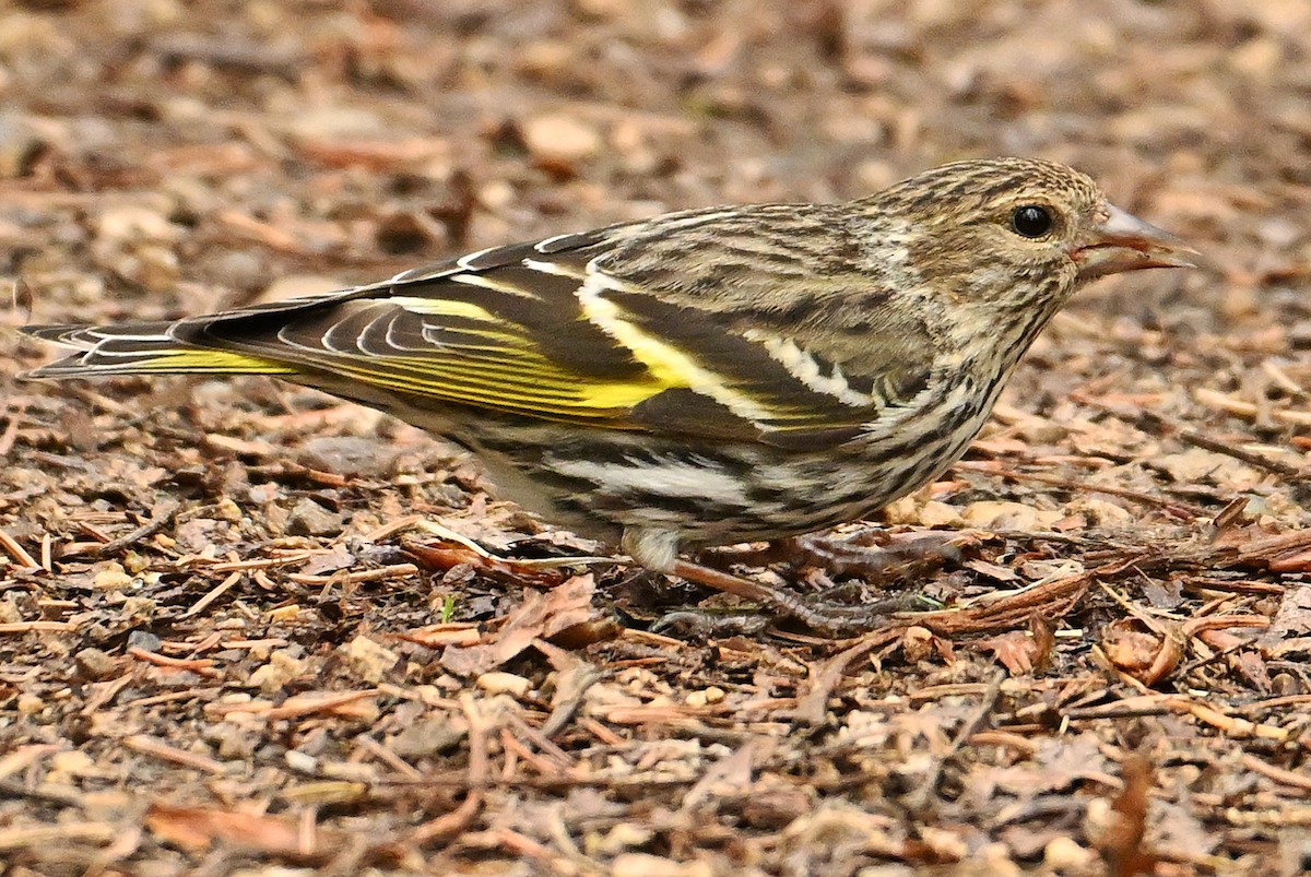 Pine Siskin - Wayne Oakes