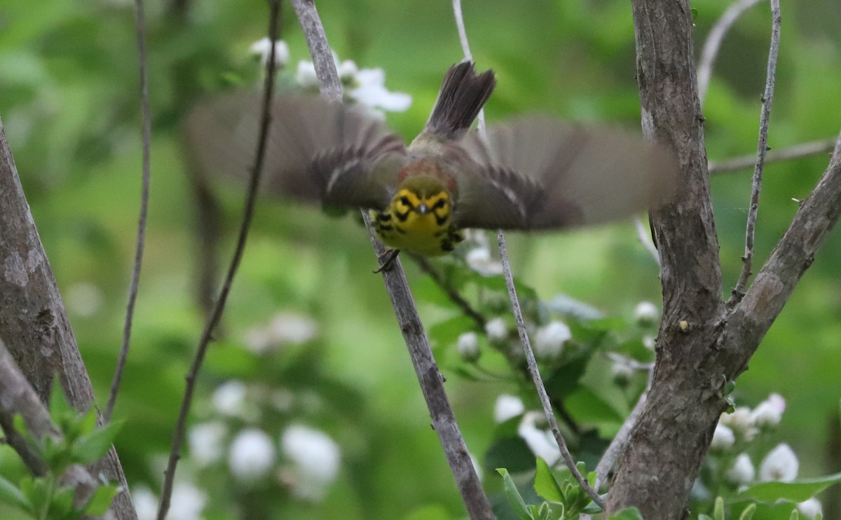 Prairie Warbler - Rob Bielawski