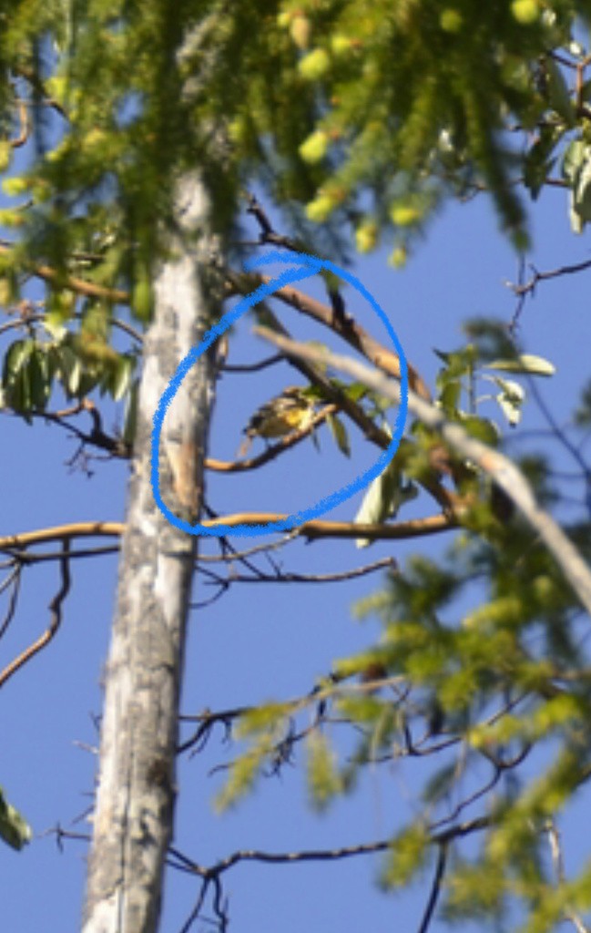 Bullock's Oriole - Liam Steele