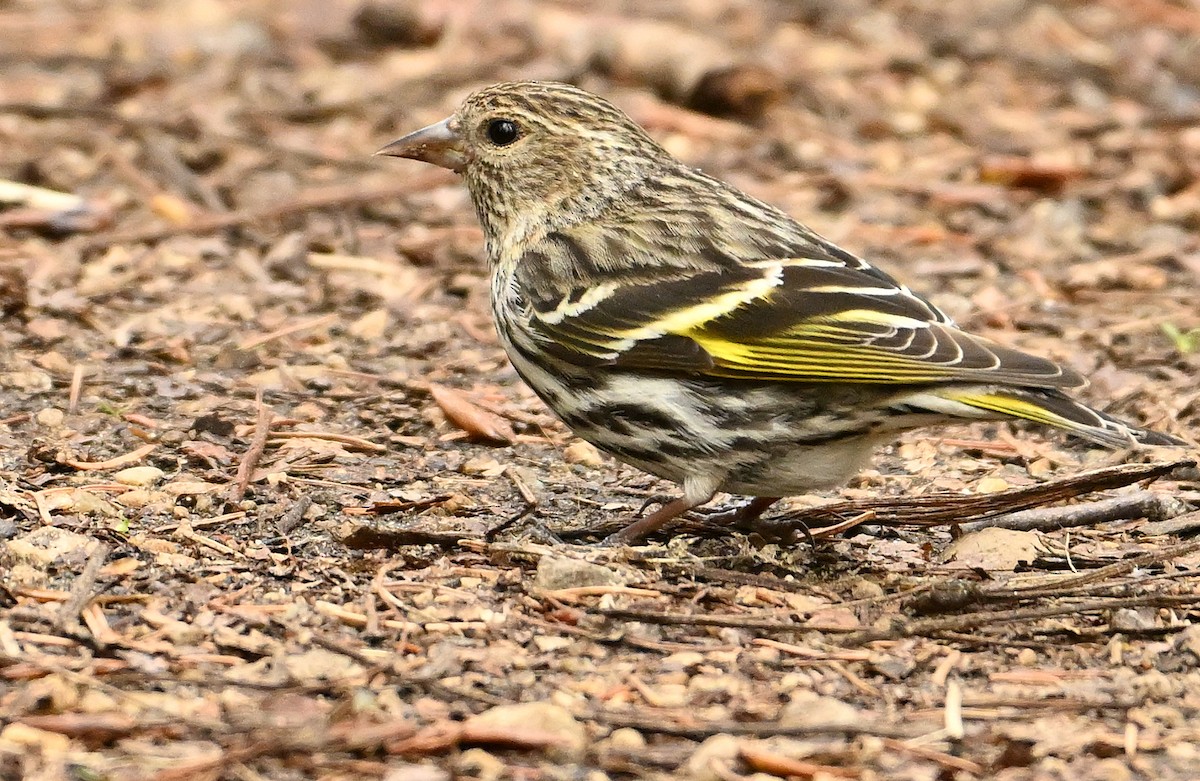 Pine Siskin - Wayne Oakes