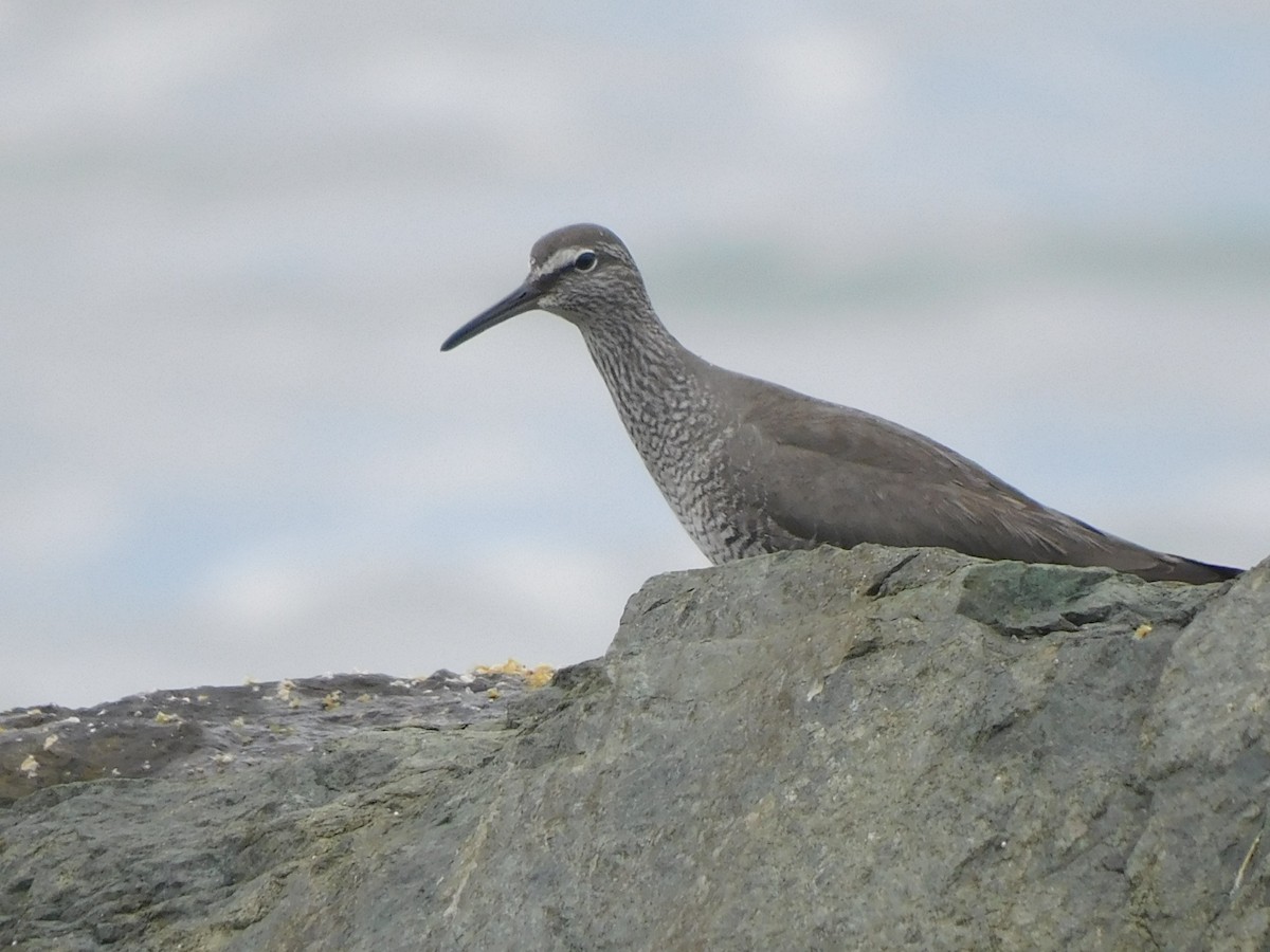 Wandering Tattler - Olivia Fisher